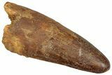 Cretaceous Fossil Crocodylomorph Tooth - Morocco #299215-1